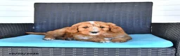 Goldendoodle dogs for sale: Jackson - Ad 3