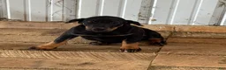 Doberman Pinscher dogs for sale: Doberman Pinscher Puppy 3 - Ad 3