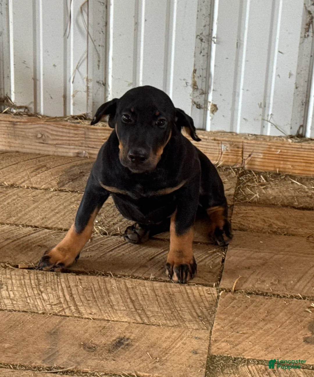 Doberman Pinscher dogs for sale: Doberman Pinscher Puppy 3 - Ad 3