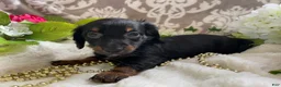 Miniature Dachshund dogs for sale: Kira - Ad 13