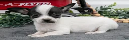 Chihuahua dogs for sale: Aurora - Ad 3
