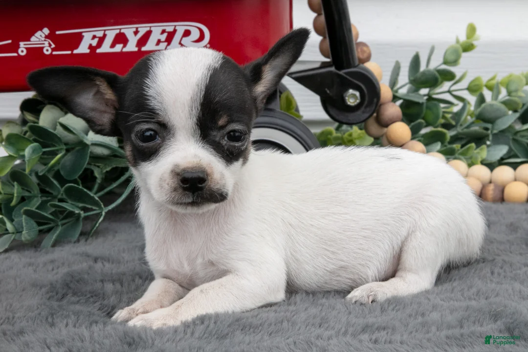 Chihuahua dogs for sale: Aurora - Ad 3
