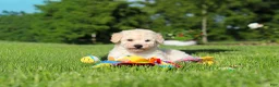 Bichpoo dogs for sale: Ollie - Ad 4