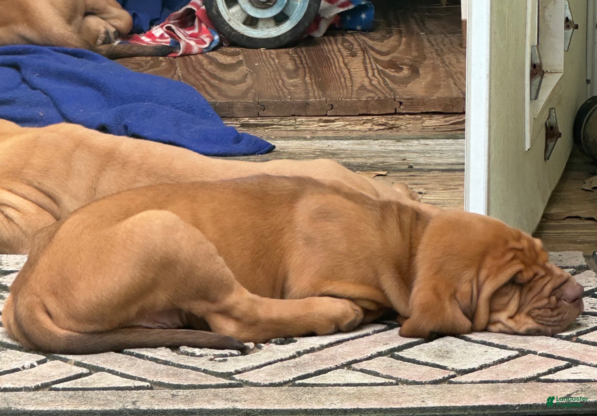 Bloodhound dogs for sale: Bloodhound Puppy 7 - Ad 18