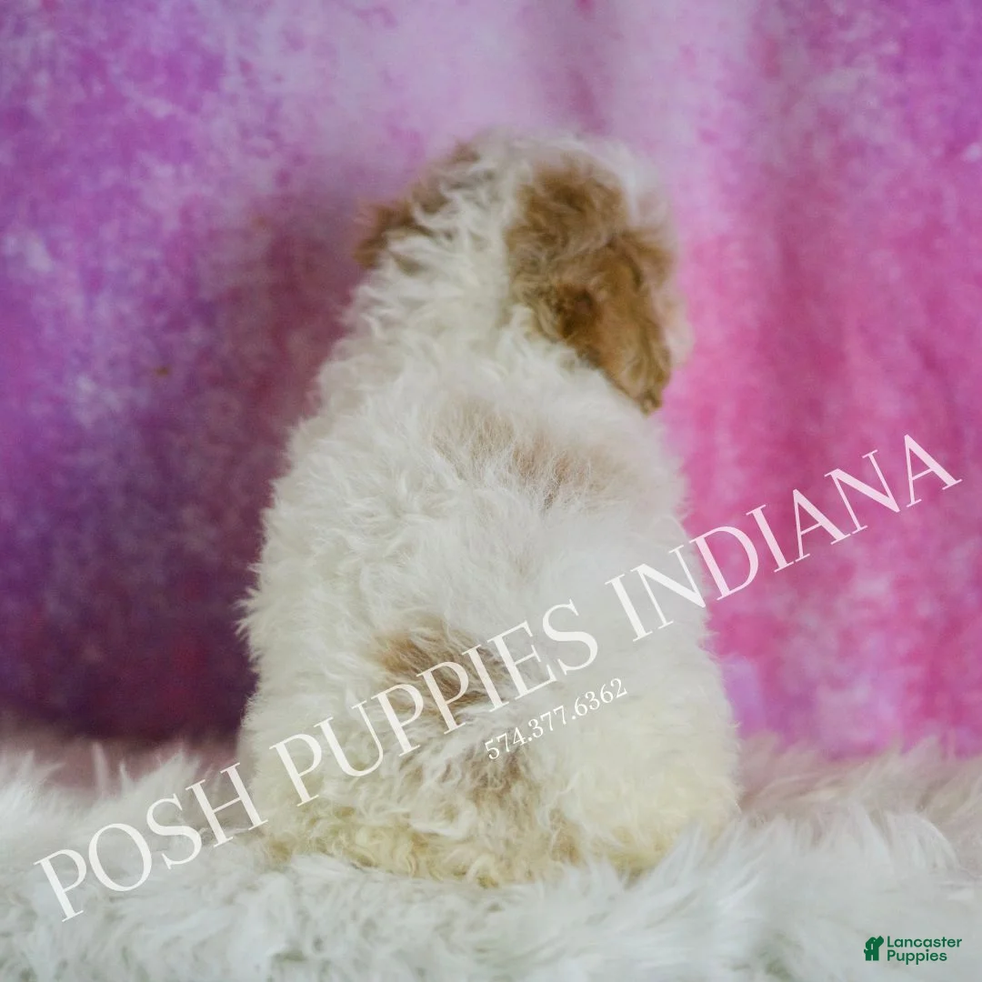 Miniature Poodle dogs for sale: Bambi - Ad 7