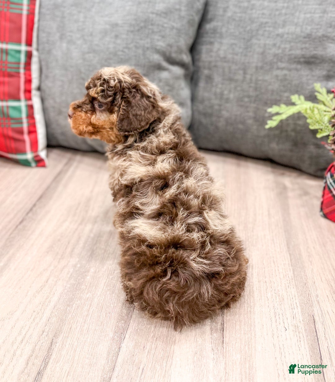 Miniature Poodle dogs for sale: Copper - Ad 5