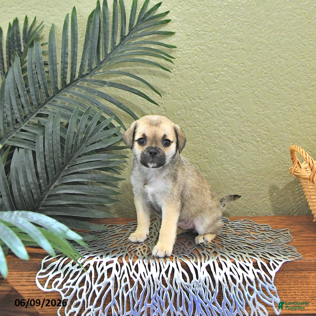 Mixed Breed dogs for sale: Candy - Ad 2