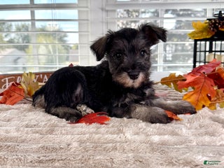 Miniature Schnauzer dogs - Ad 12