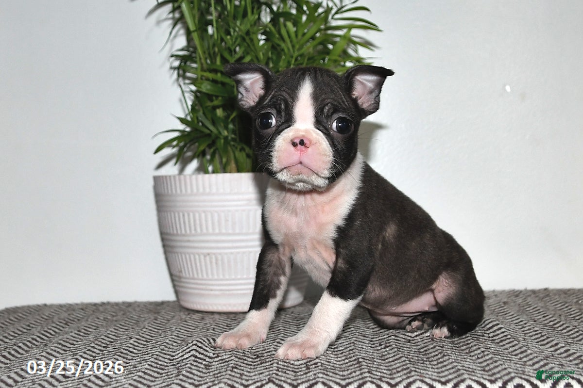 Boston Terrier dogs Pixie - Ad 2