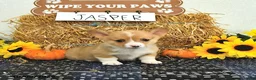Welsh Corgi Pembroke dogs for sale: Jasper - Ad 2