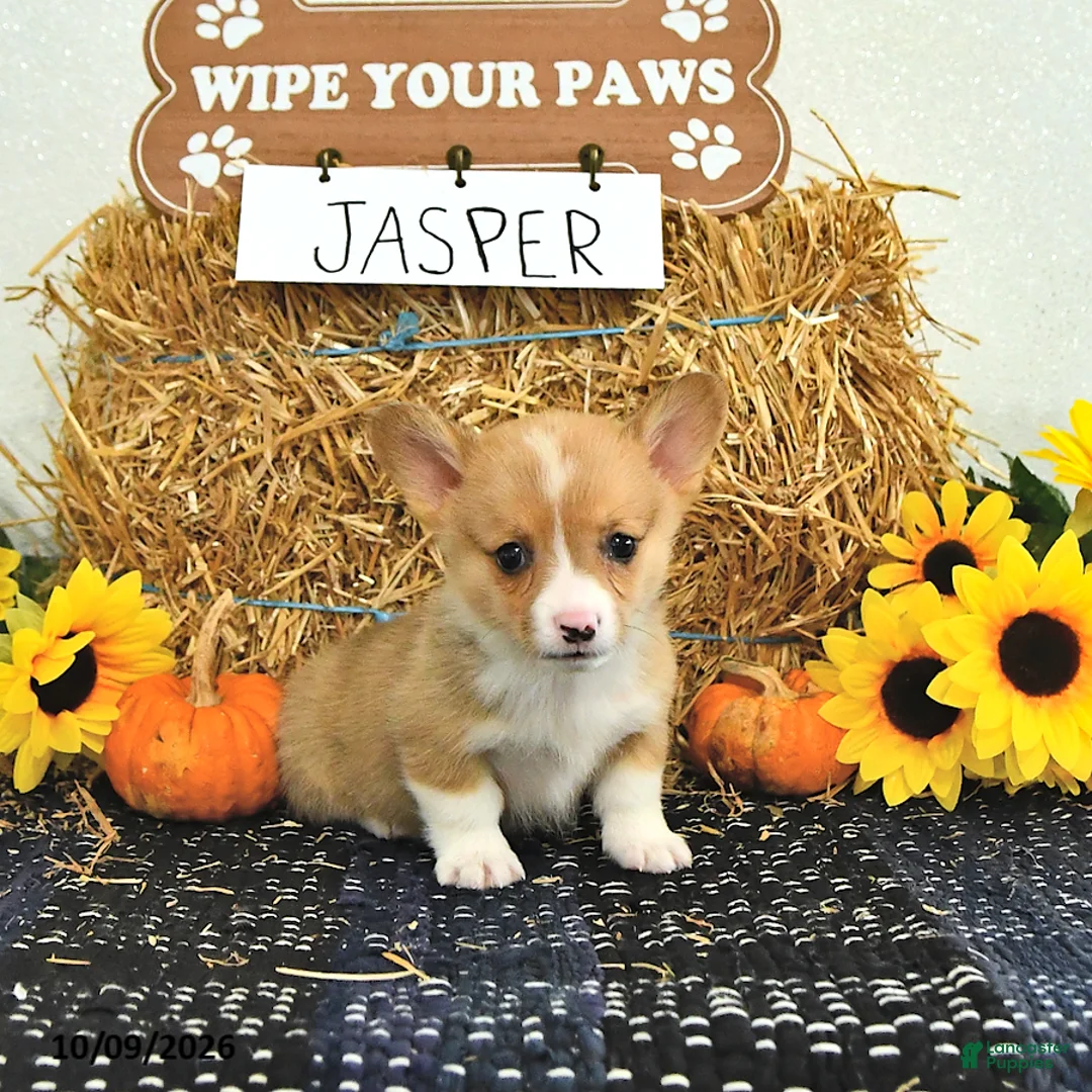 Welsh Corgi Pembroke dogs for sale: Jasper - Ad 2