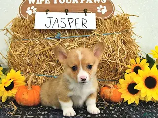 Welsh Corgi Pembroke dogs Jasper - Ad 2