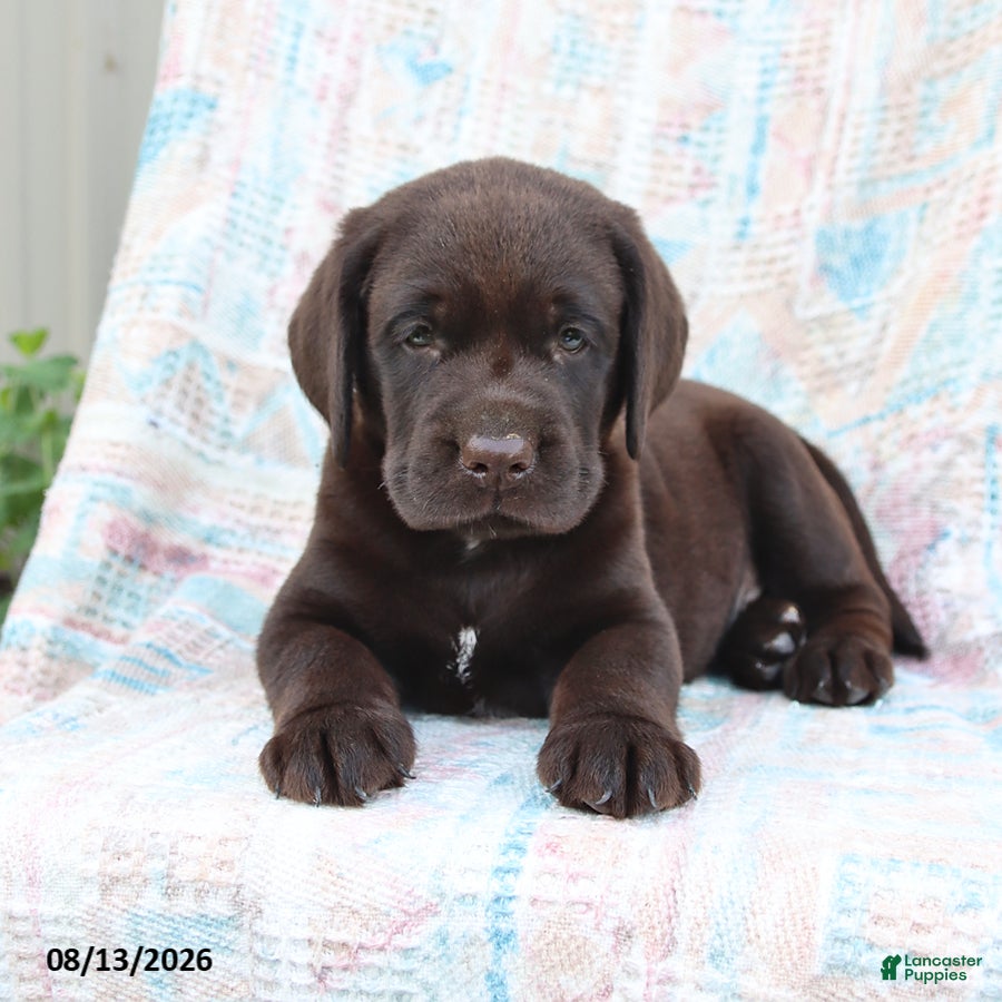 Labrador Retriever dogs Rascal - Ad 2