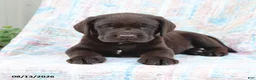 Labrador Retriever dogs for sale: Rascal - Ad 2