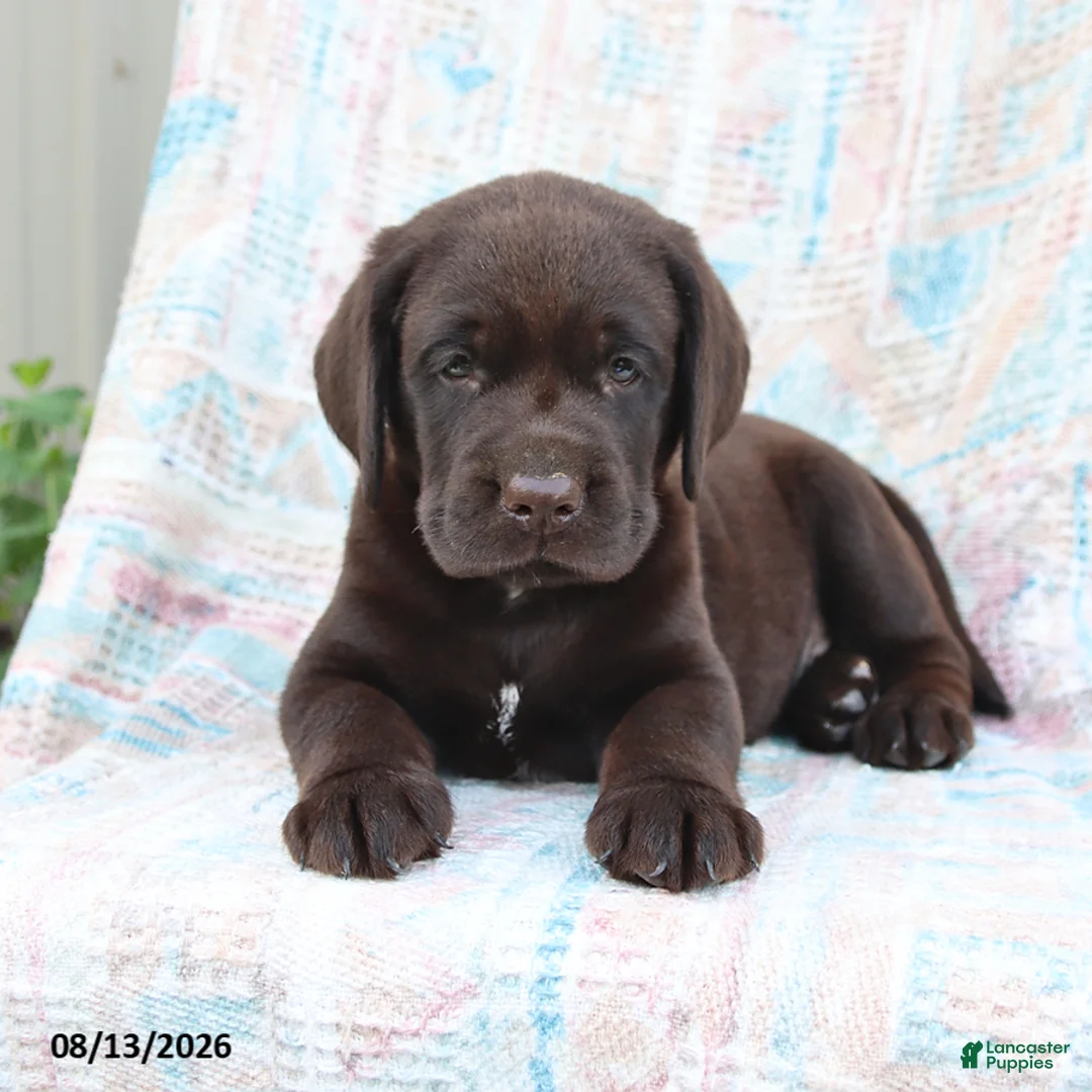 Labrador Retriever dogs for sale: Rascal - Ad 2