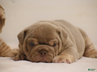 English Bulldog dogs August - Ad 37