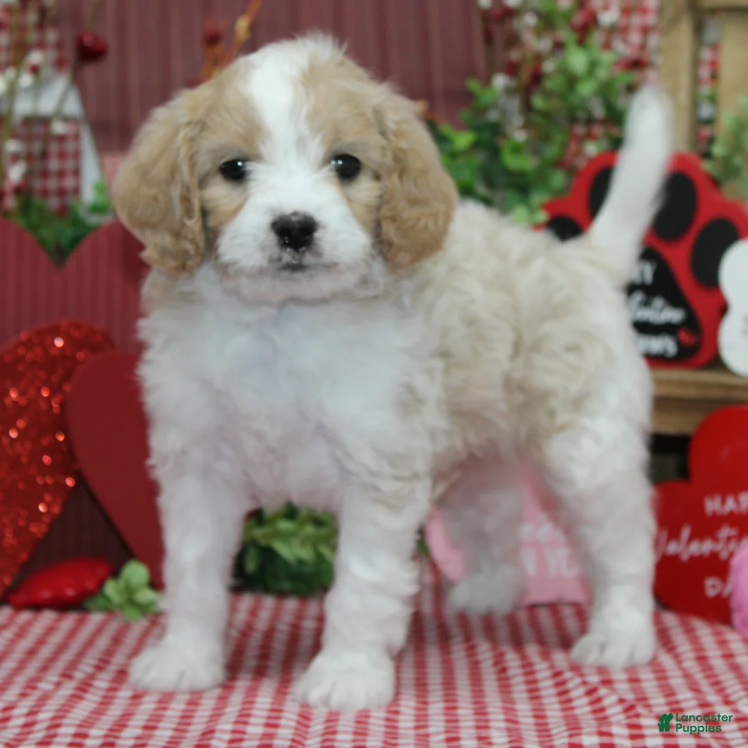 Cavapoo dogs for sale: Fletcher - Ad 2