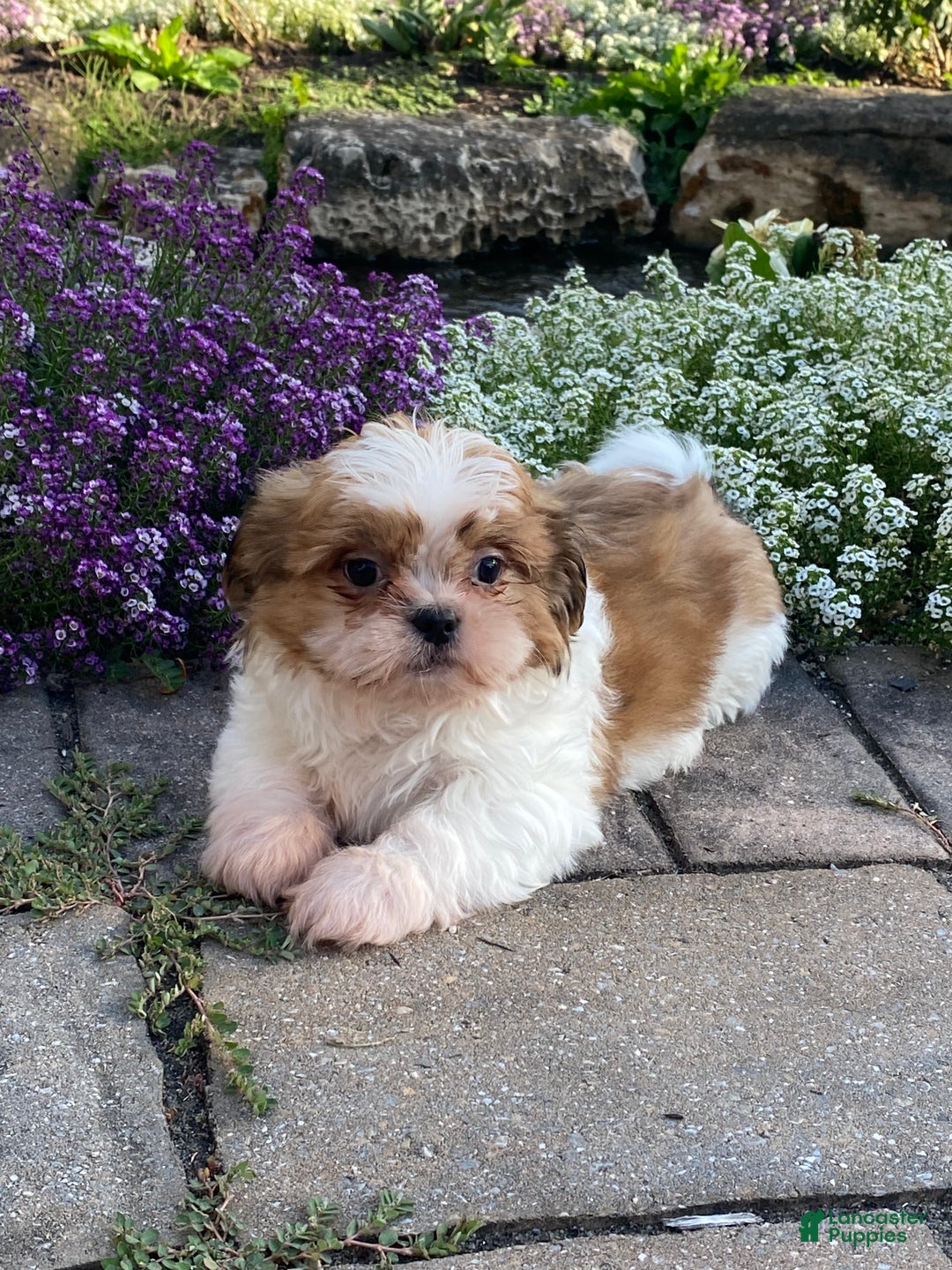 Shih Tzu dogs for sale: Star - Ad 1