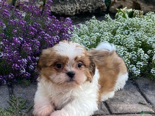 Shih Tzu dogs Star - Ad 16