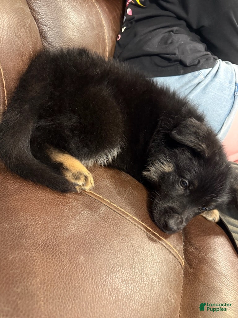 German Shepherd dogs Zoro - Ad 1