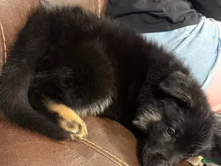 German Shepherd dogs for sale: Zoro - Ad 1
