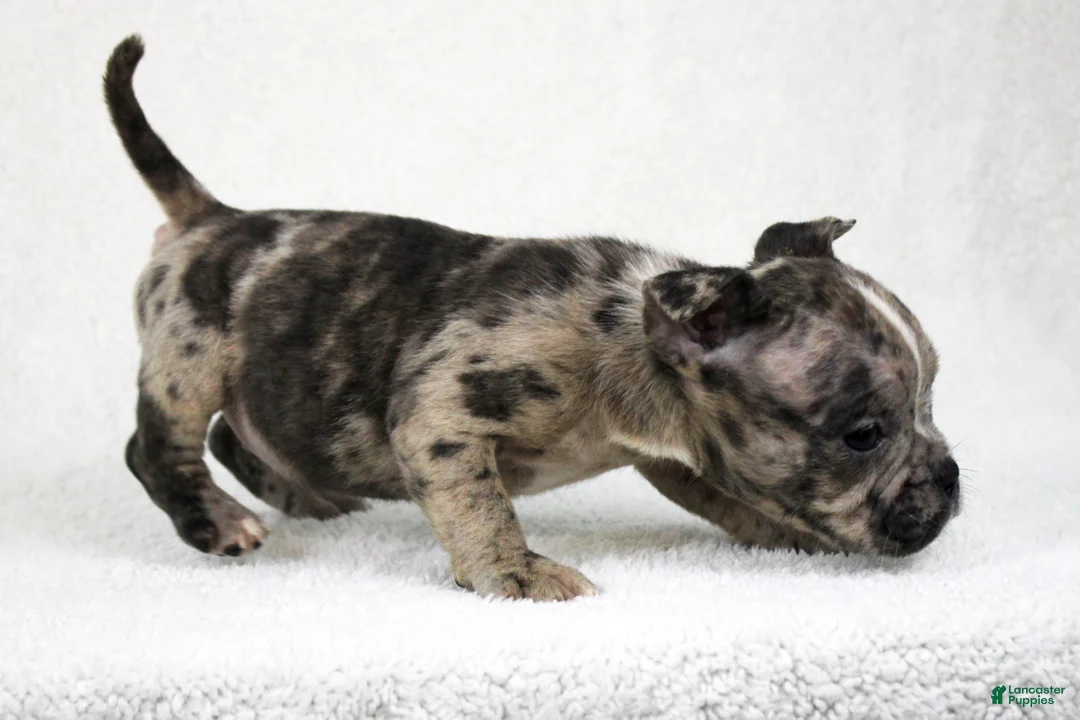 American Bully dogs for sale: Black Brindle Merle Female - Ad 3
