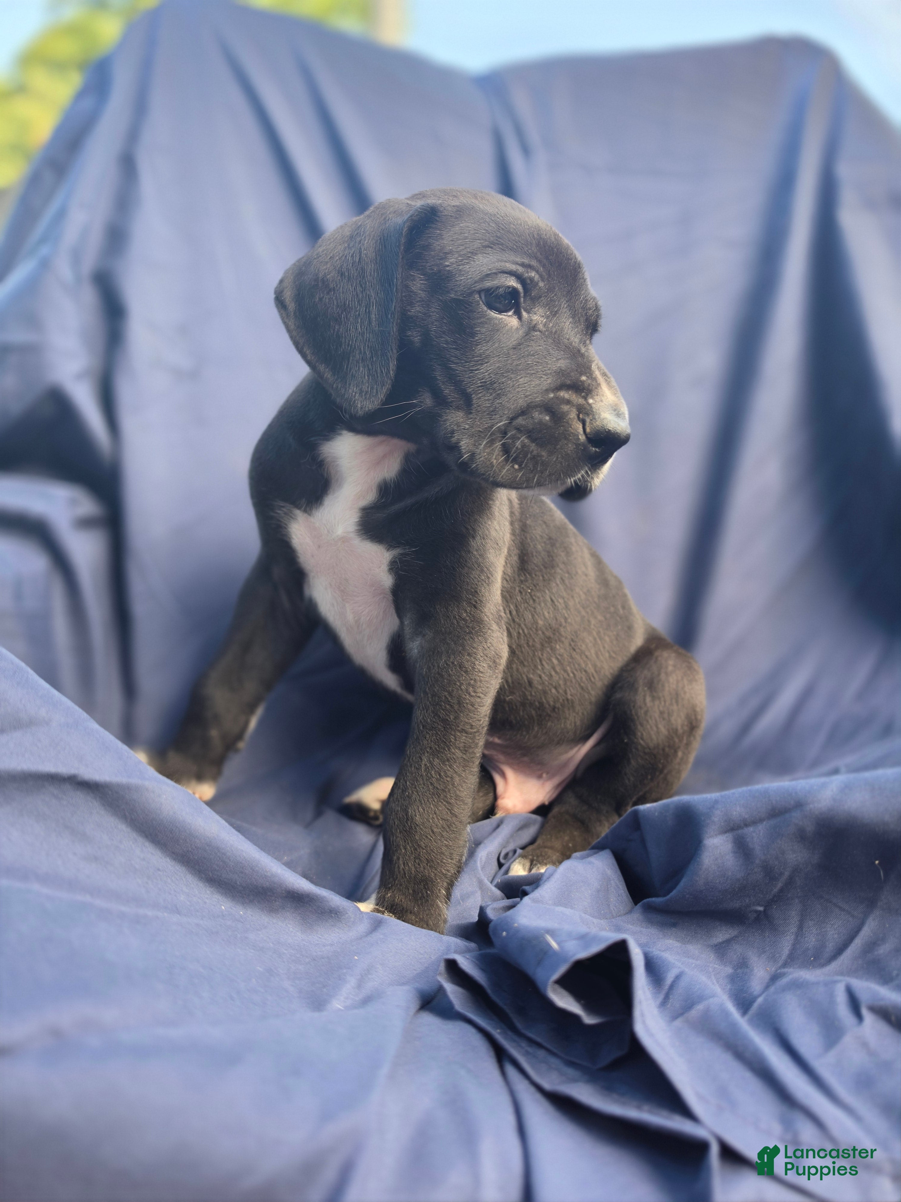 Great Dane dogs for sale: Steele - Ad 3