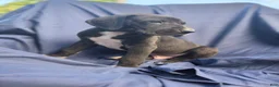 Great Dane dogs for sale: Steele - Ad 1