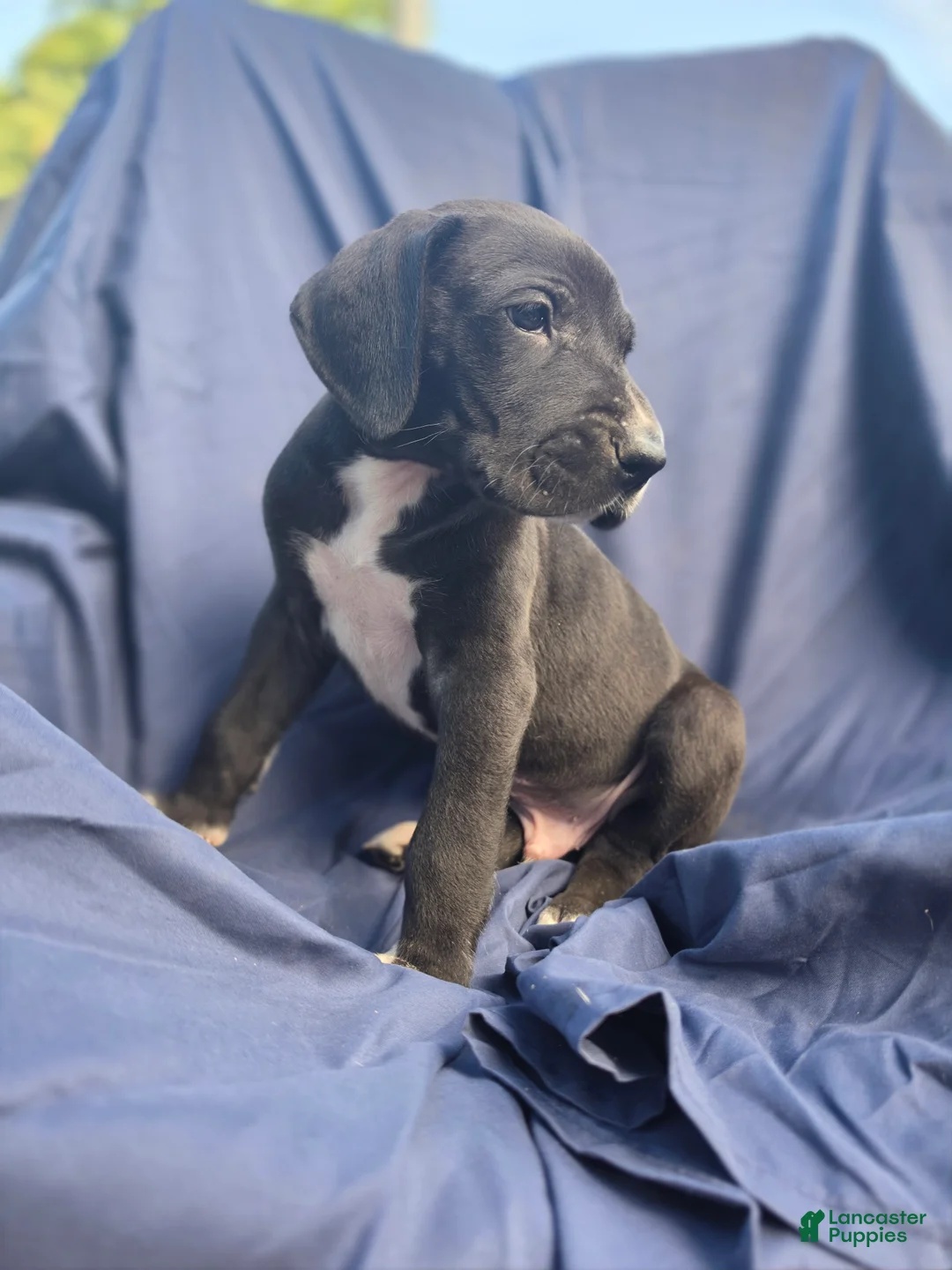 Great Dane dogs for sale: Steele - Ad 1
