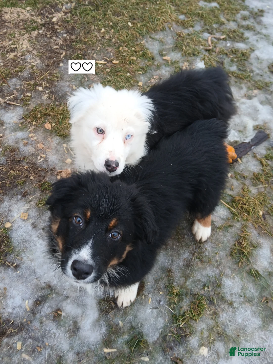 Australian Shepherd dogs for sale: Peeta - Ad 9