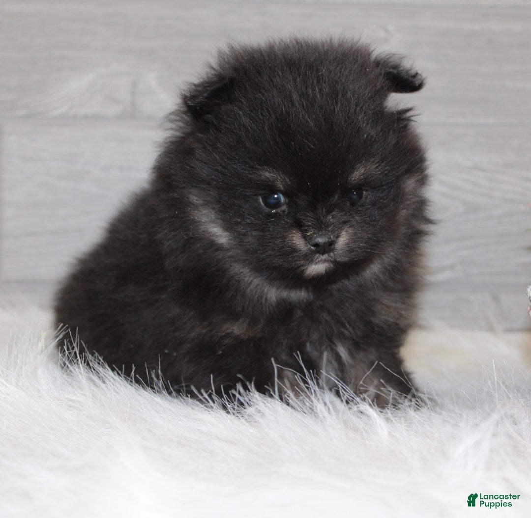 Pomeranian dogs for sale: Kason - Ad 13