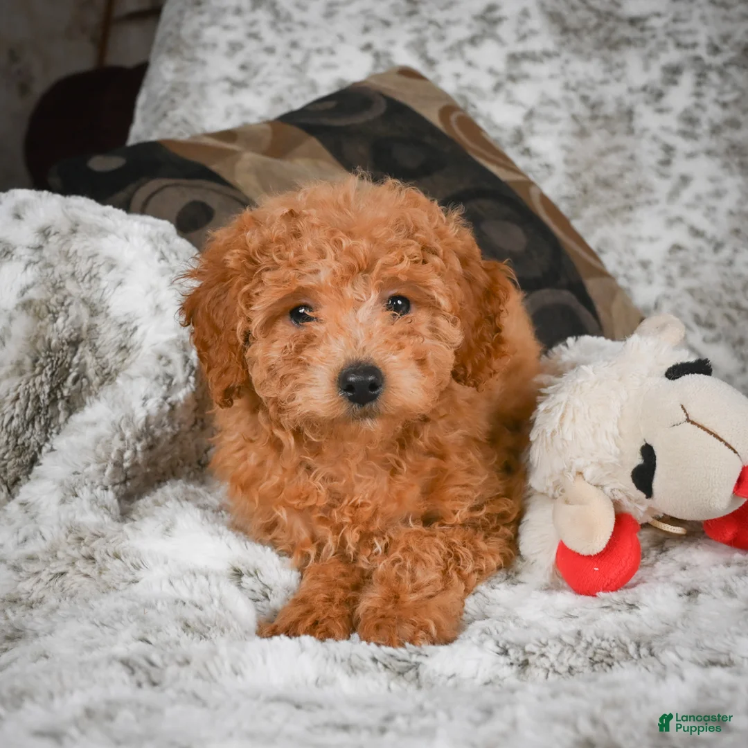 Cavapoo dogs for sale: Candy - Ad 4