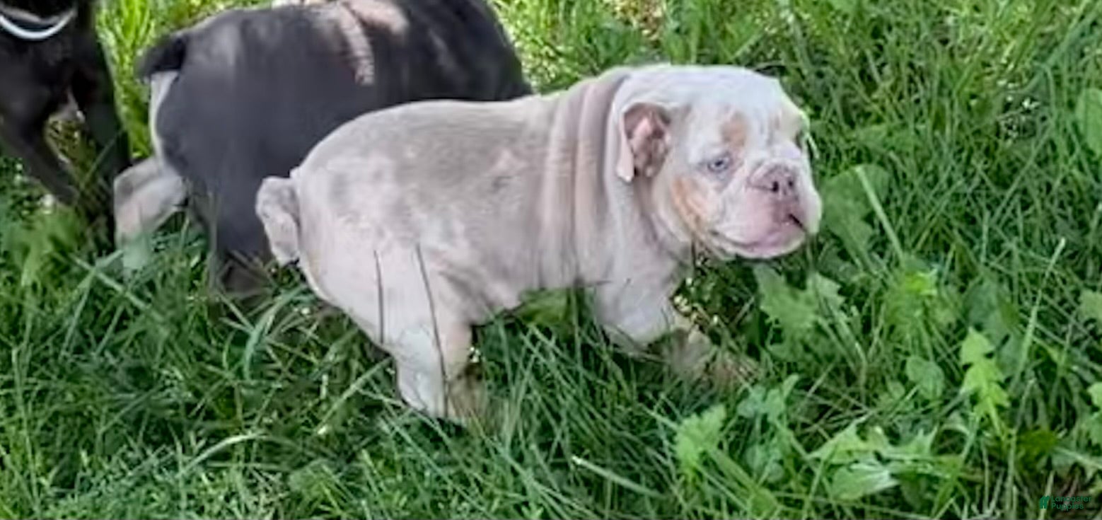 English Bulldog dogs Sophie - Ad 2