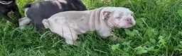 English Bulldog dogs for sale: Sophie - Ad 2