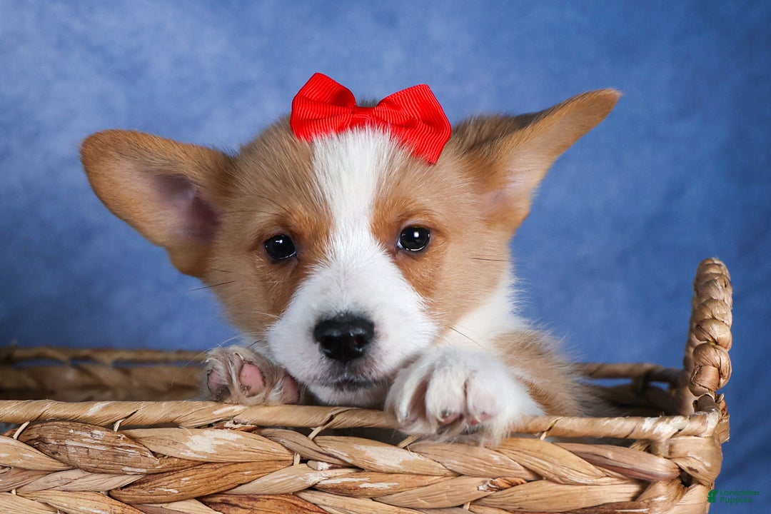 Welsh Corgi Pembroke dogs for sale: Mack - Ad 17