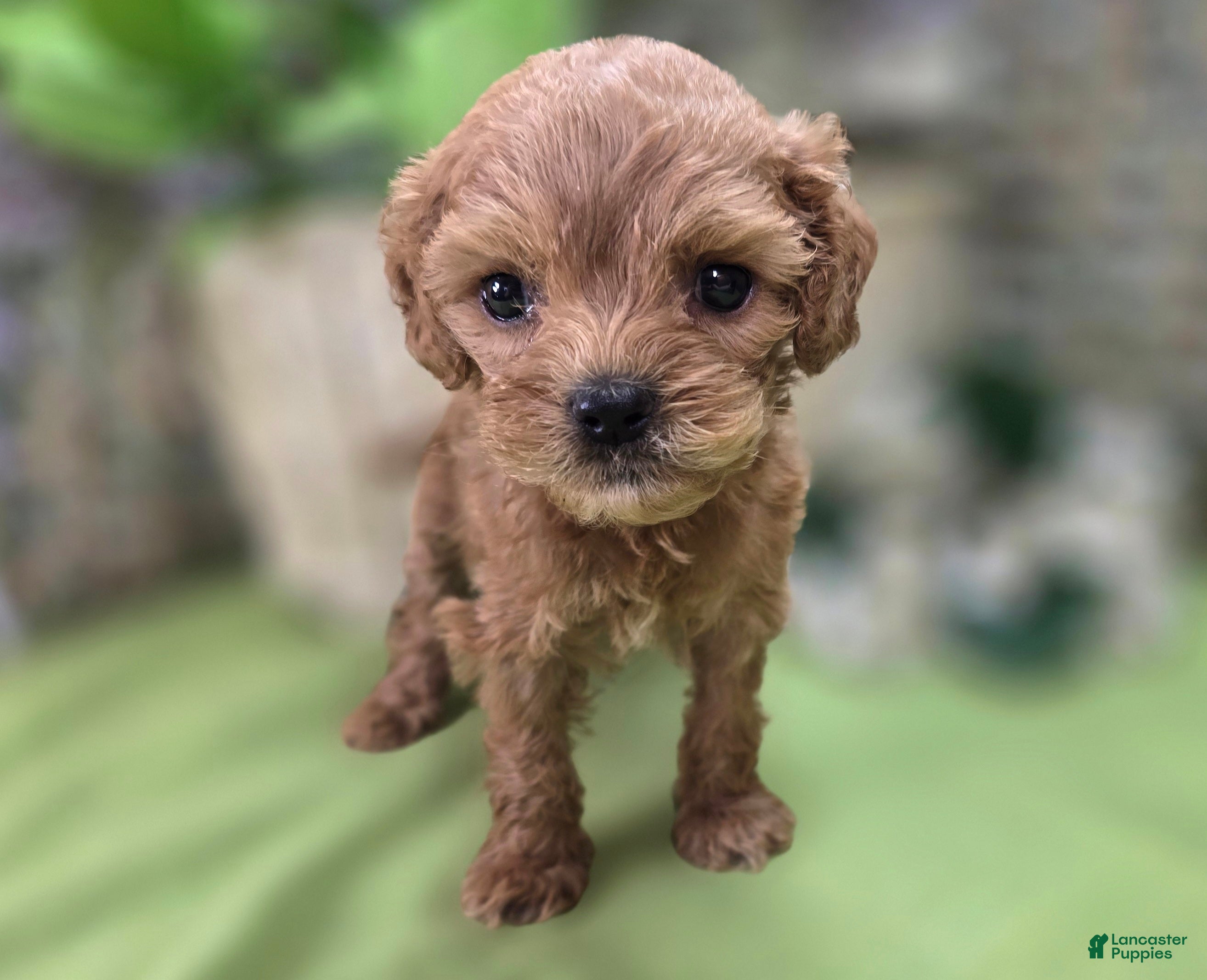 Cockapoo dogs Girdle - Ad 11