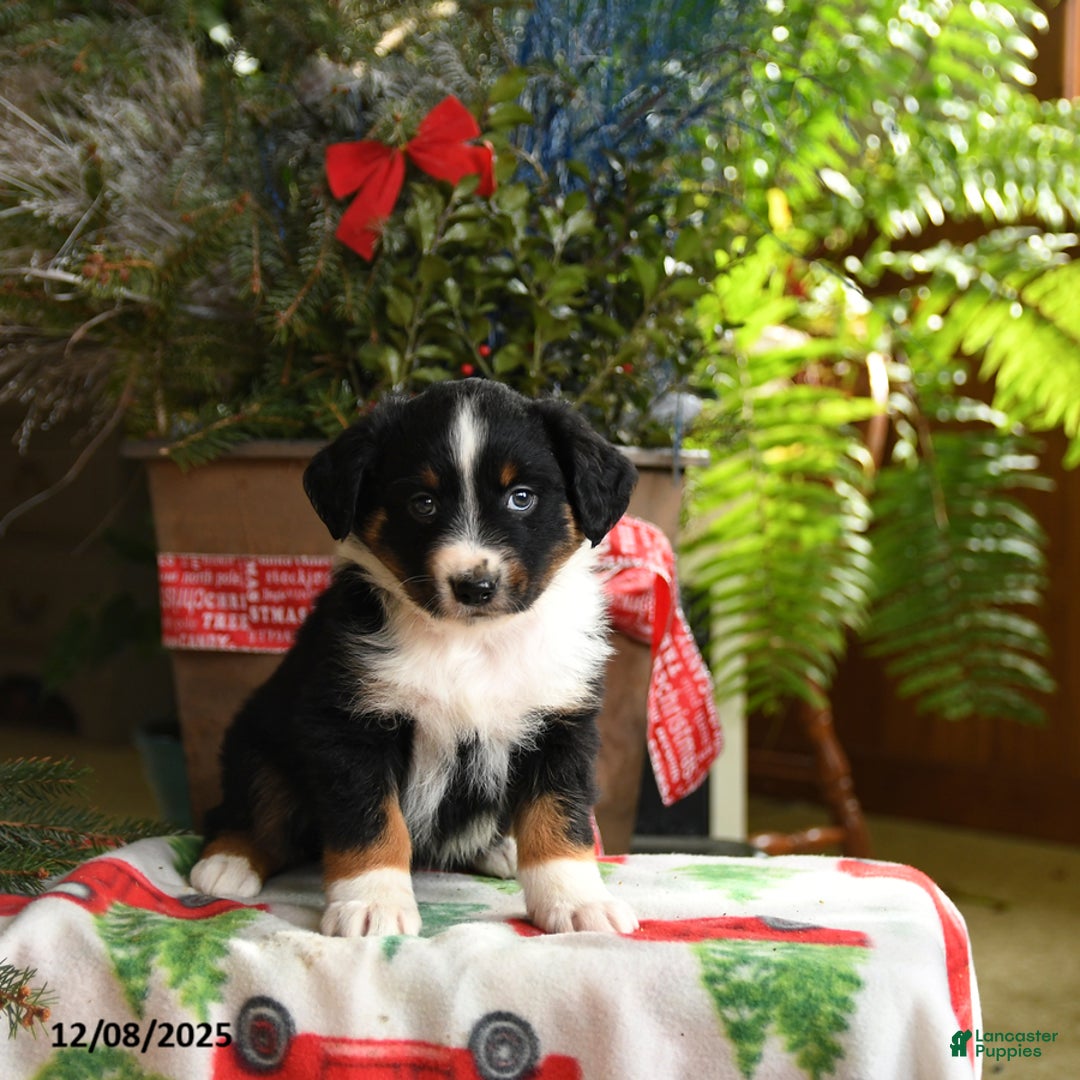 Australian Shepherd dogs for sale: Alex - Ad 2