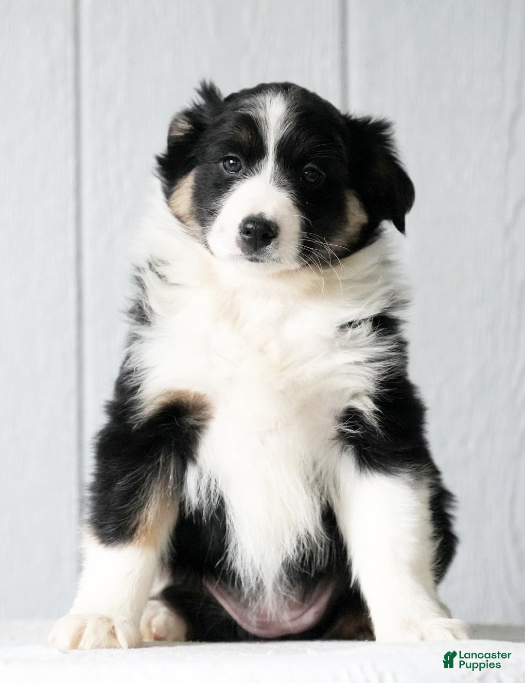Australian Shepherd dogs for sale: Crystal - Ad 3