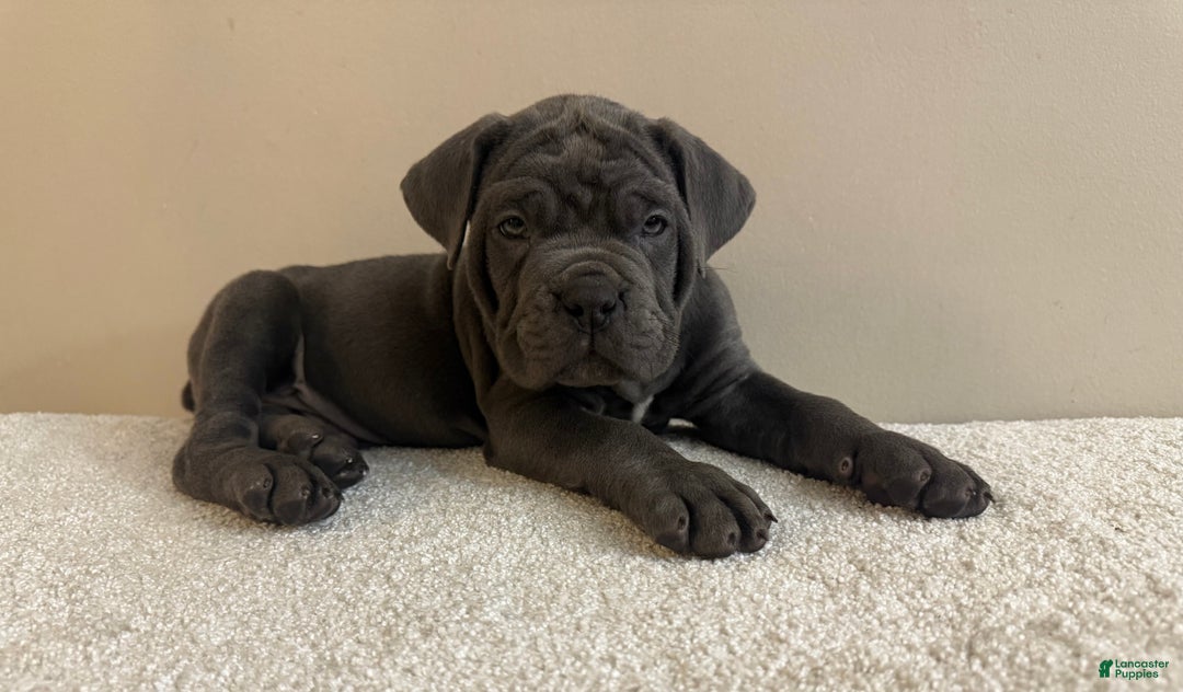 Cane Corso dogs for sale: Hulk  - Ad 1
