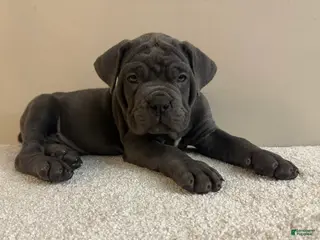 Cane Corso dogs Hulk - Ad 4