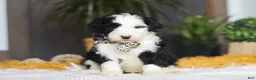 Sheepadoodle dogs for sale: Cotton Tail - Ad 1