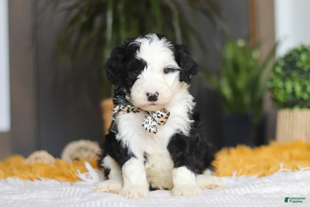 Sheepadoodle dogs for sale: Cotton Tail - Ad 1