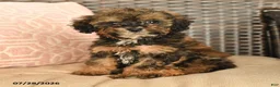 Miniature Poodle dogs for sale: Novalee - Ad 4