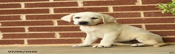 Labrador Retriever dogs for sale: Dianne - Ad 3