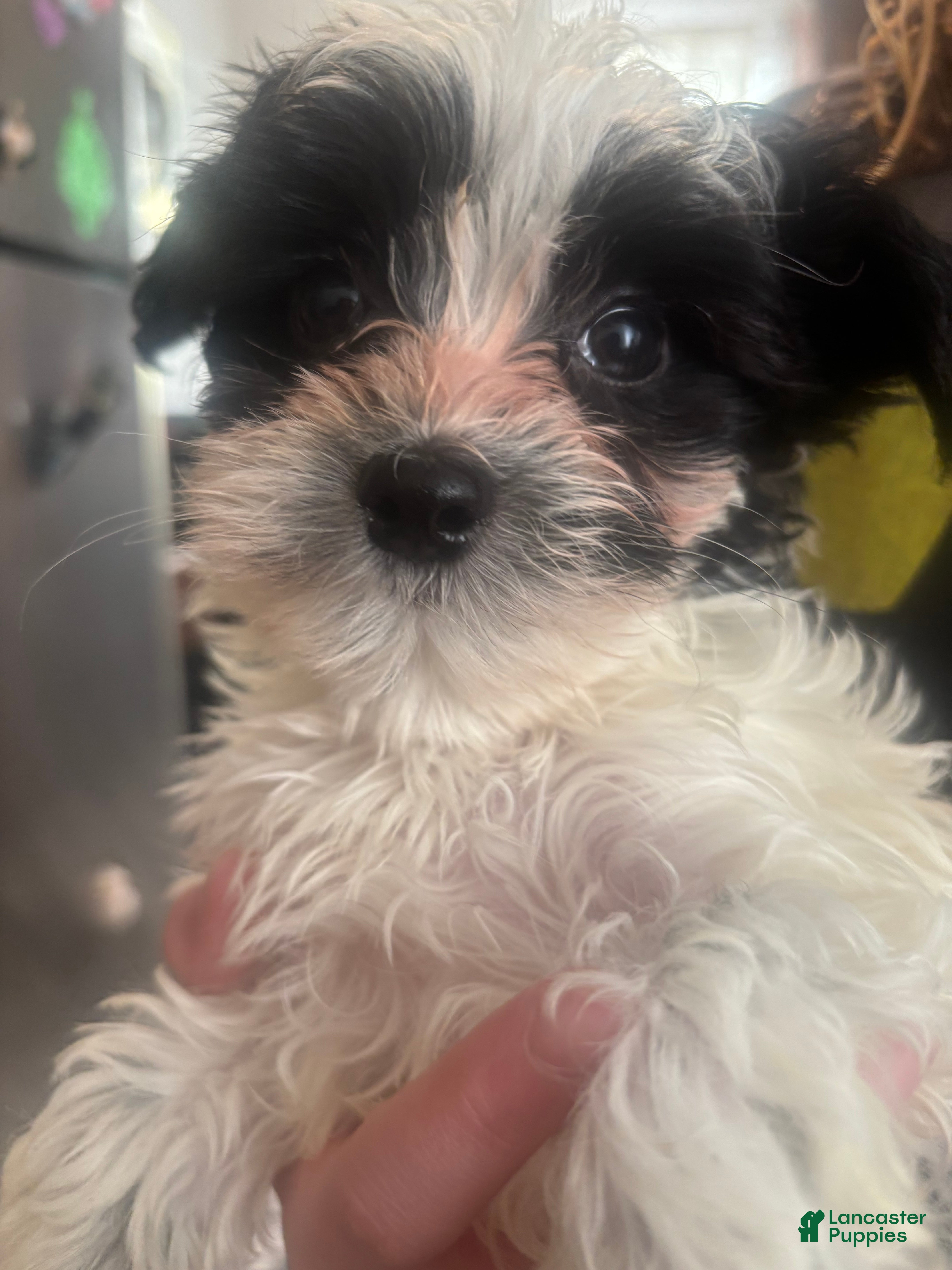 Maltipoo dogs Prince - Ad 2