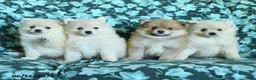 Pomeranian dogs for sale: Pete - Ad 5