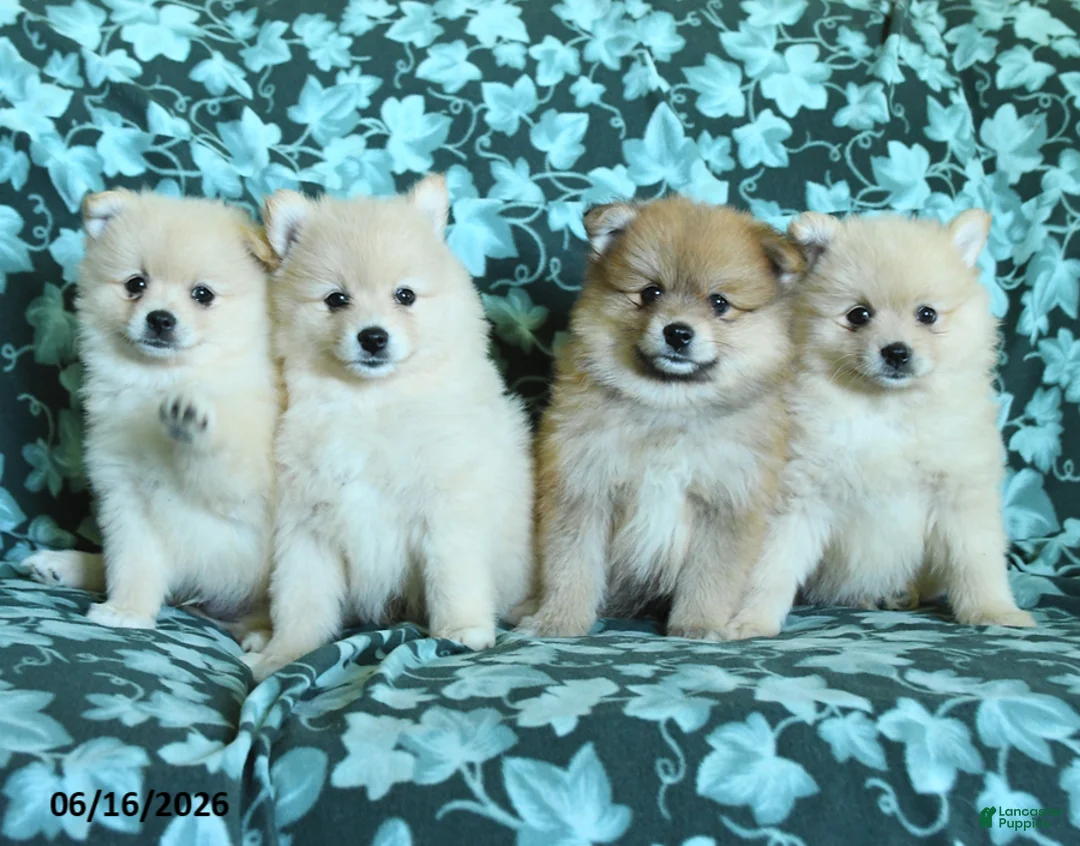 Pomeranian dogs for sale: Pete - Ad 5