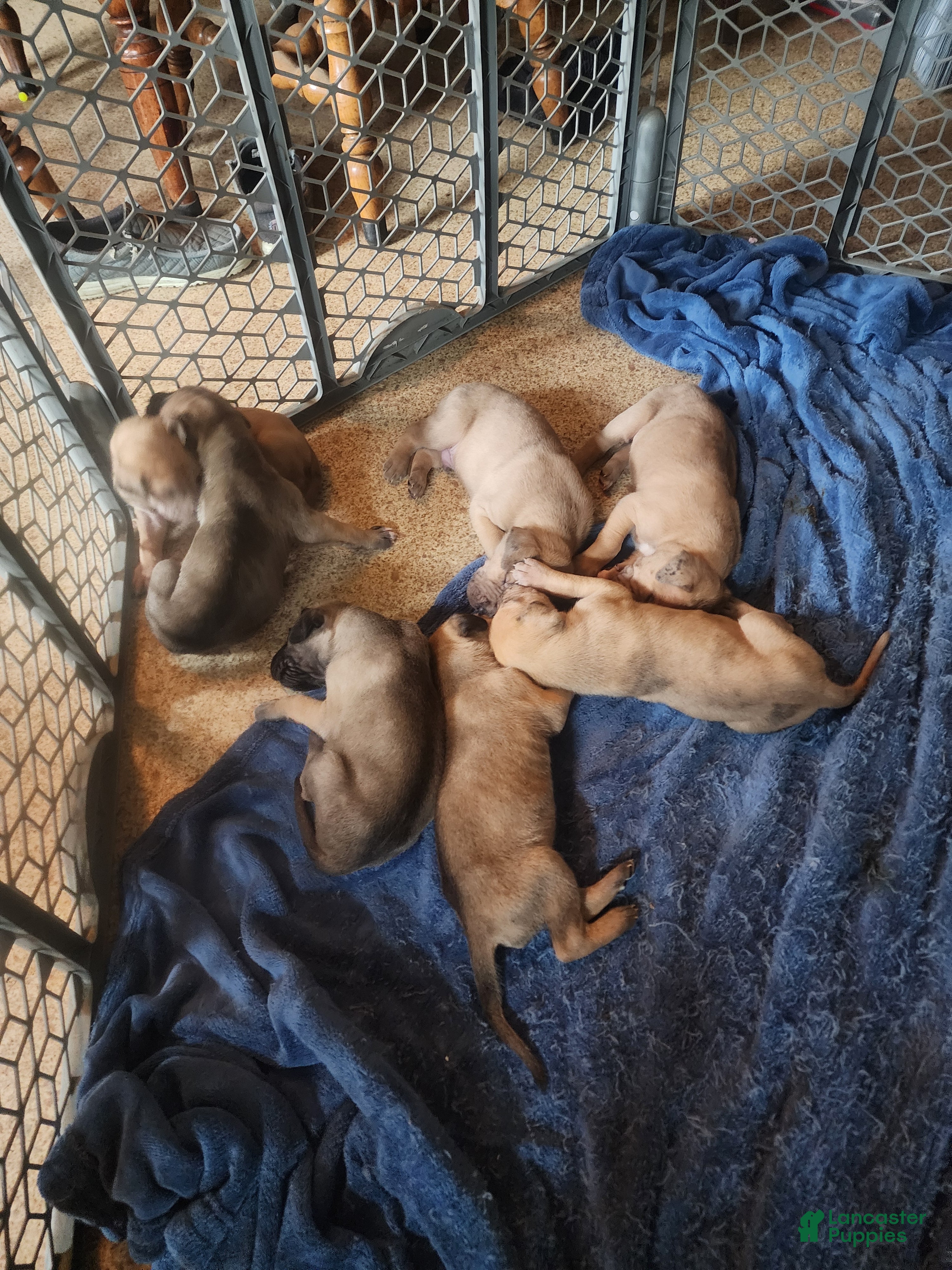 Great Dane dogs for sale: Great Dane 6 - Ad 34