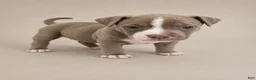 American Pit Bull Terrier dogs for sale:  1 - Ad 8