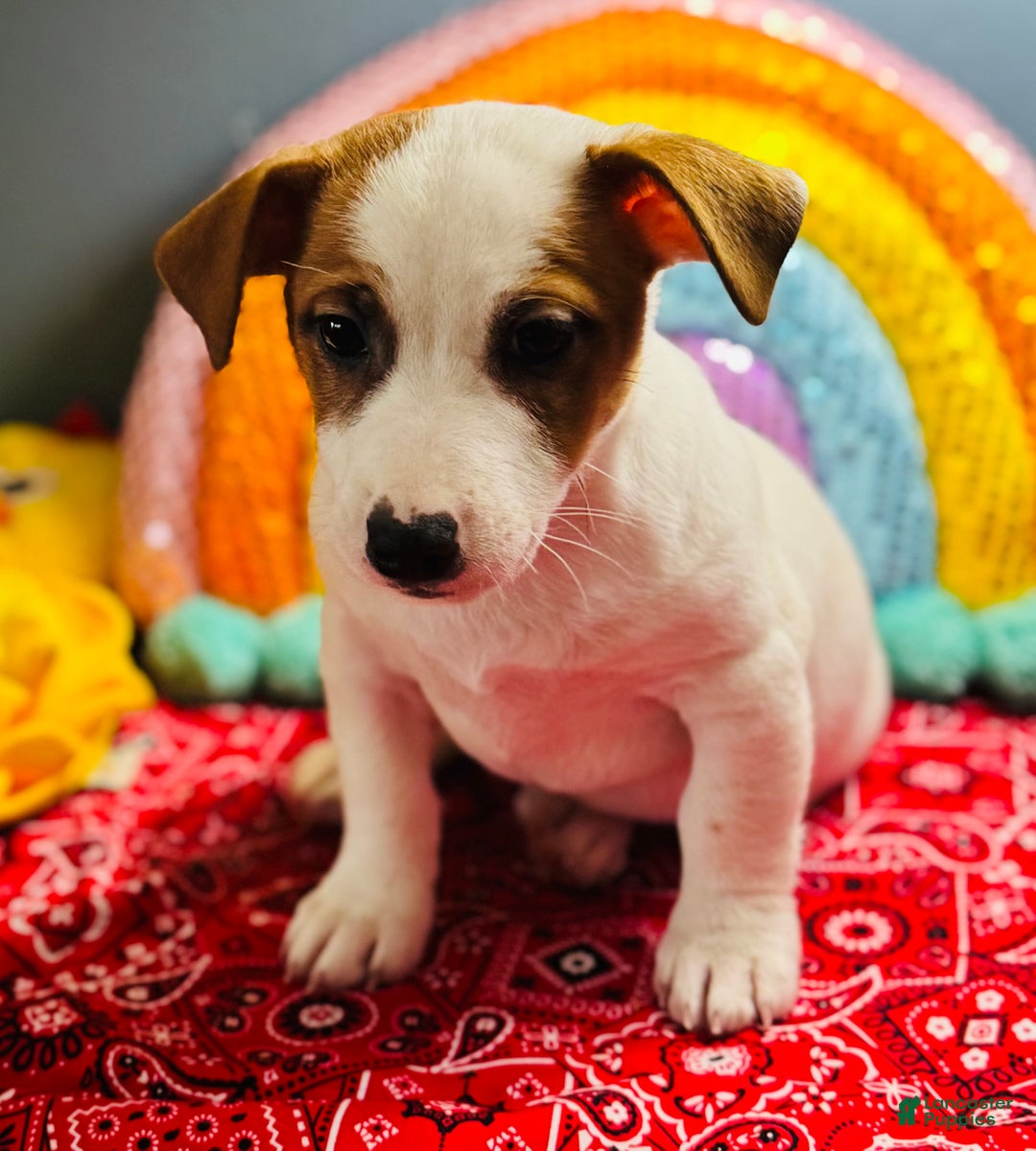 Jack Russell Terrier dogs for sale: Snoop  - Ad 7